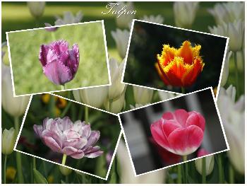 Tulpenzeit