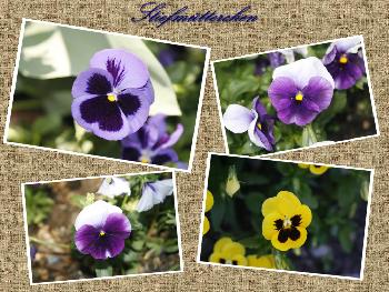 Stiefm�tterchen