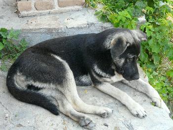 Der traurige Hafenhund ...