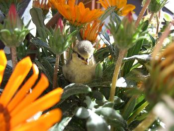 auf vielfachen Wunsch einer einzelnen Person ;-)