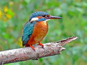 wiesodenn: Eisvogel ....ein seltener Gast