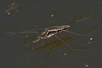 Wasserl�uferp�rchen