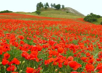 wiesodenn: Im Rausch der Farben    Abendstimmung am Kyffh�user