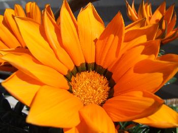 Mittagsblume, Dorotheanthus bellidiformis