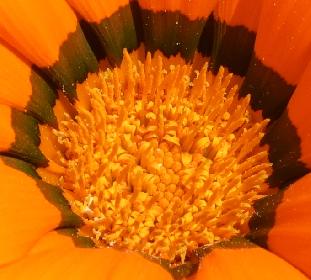 Stempel einer Mittagsblume