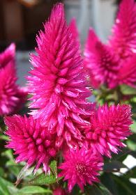 Flamingo Feder, Celosia spicata