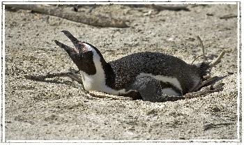 Trockenschwimm�bung