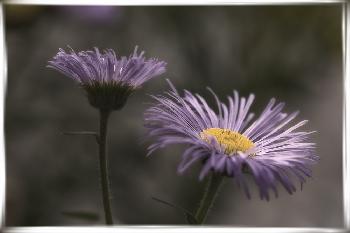 Aster