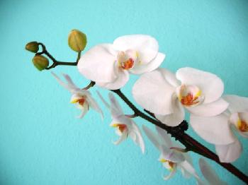 Orchideen (mehrere Bl�ten)