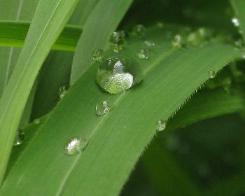 wiesodenn: Grashalme