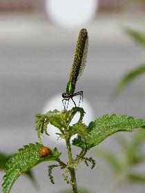 Blaufl�gel-Prachtlibelle, Weibchen und K�ferchen|am besten in voller Gr��e betrachten