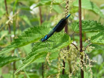 Blaufl�gel-Prachtlibelle, M�nnchen in Lauerstellung ...