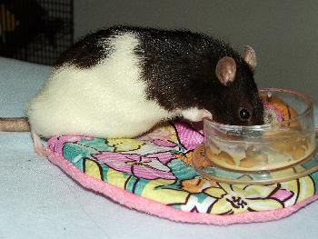 Broschas Hinterpf�tchen halten sie nicht mehr so gut