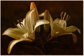 Lilium