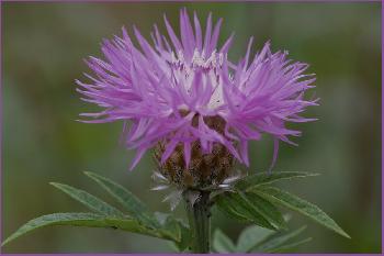 Flockenblume