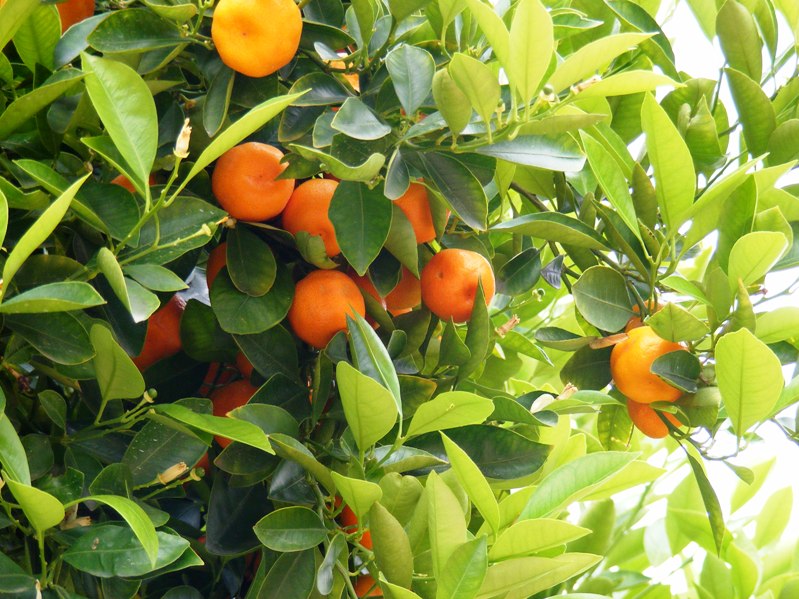 Orangen in der Orangerie Darmstadt