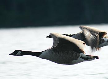 Wildgse im Flug