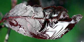 artos: Wenn die Bl�tter Trauer tragen