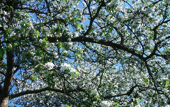 Apfelbaum im Fr�hling