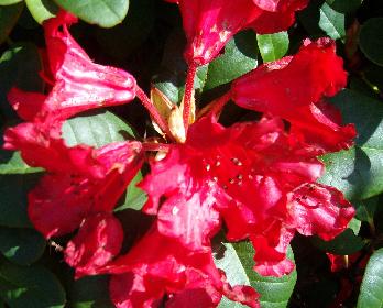 Rhododendron