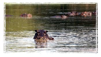 Ja wer schaut den da aus dem Wasser