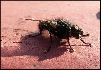 Hat sie Muscheln gesammelt ? .oO