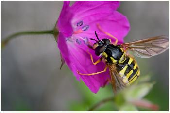 Gro�e Schwebfliege