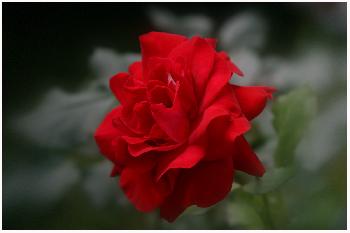 Rose in der Ferne