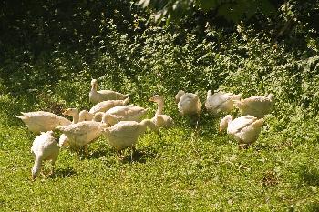  Gnse auf der Wiese