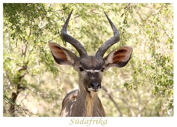 Sieht Kudu was, was ich nicht seh?