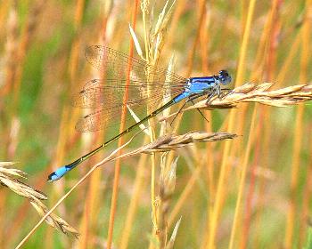 wiesodenn: Gro�e Pechlibelle