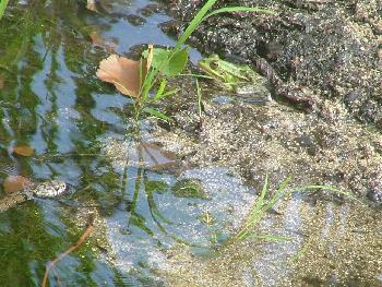 gansnett: Fressen oder k�ssen ...