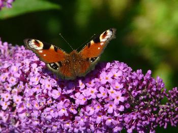 Pfauenauge beim Sonnenbad ...