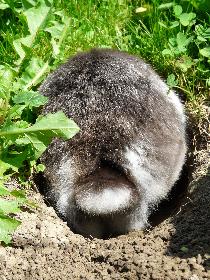 Schnuffel bei der Gartenarbeit ( Tunnelbau/Garten umgraben  )