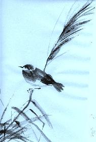 Vogel  auf B�ffelgras