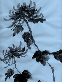 fortg.�bungenChrysathemum Tonversion