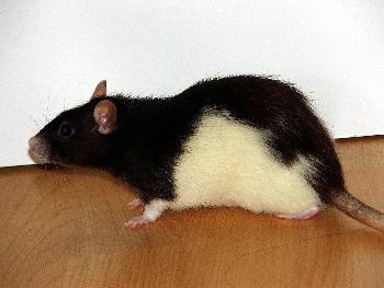 Broscha mit 3 Jahren und 4 Monaten