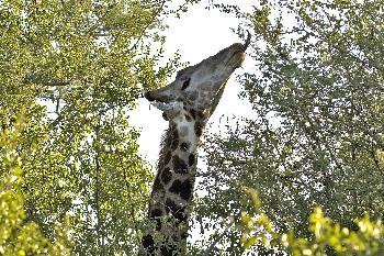 die besten Stellen sind halt ganz oben!