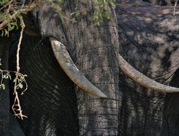 Elfenbein lebt noch..... und so soll es bleiben...