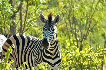 Irokese im Gegenlicht
