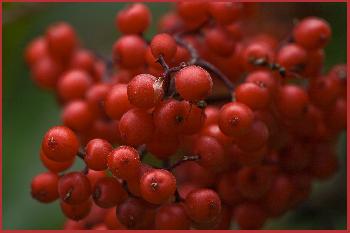 Beeren im Wald