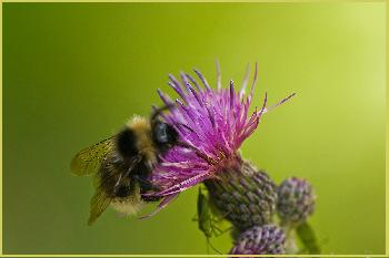 Hummel bei der Arbeit