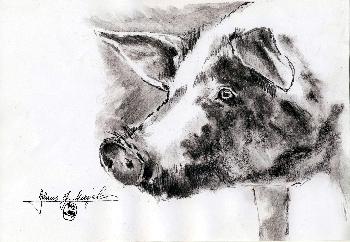 Hausschwein Portrait