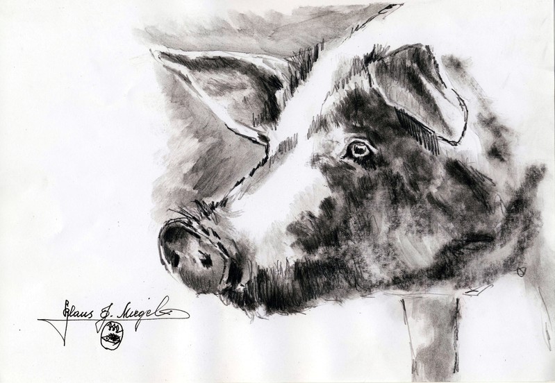 Hausschwein Portrait