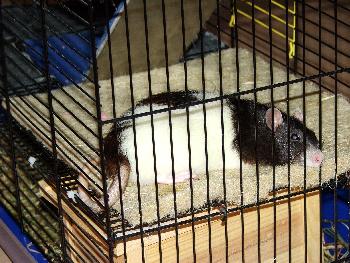 Hitzen�chte im Sommer