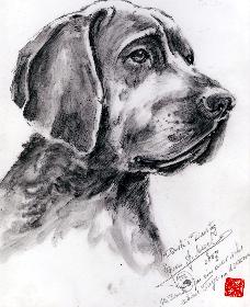 Der Schweisshund Dusti des F�rsters Nass auf Usedom