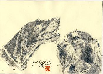 Pauline ein German Drathhaar