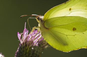 Schmetterling in der Abendsonne