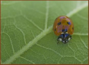 Unterwegs auf der Sonnenblume