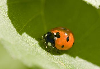 Siebenpunkt-Marienkfer